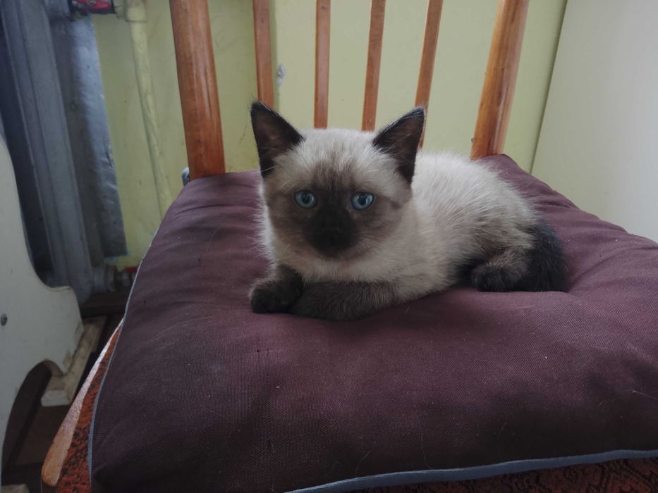 Продам Сіамське кошеня