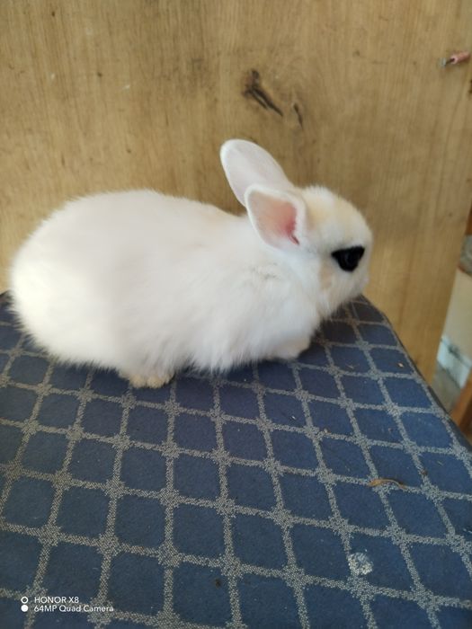 Coelhos anões dóceis