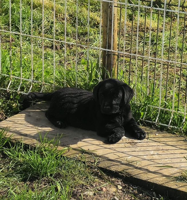 Labrador retriever com pedigree