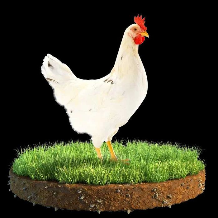 Kury nioski roczne Lohmann Sandy / White 50+10 GRATIS DETAL / HURT Prosto od hodowcy.