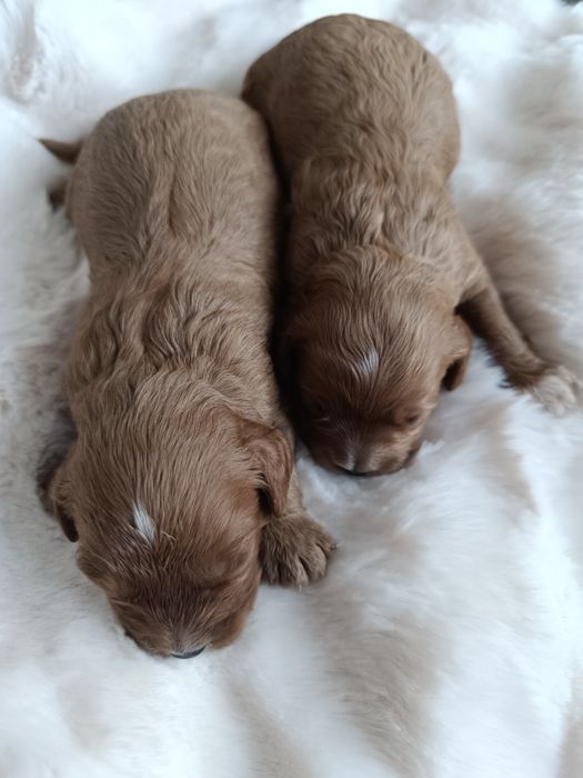 *** Śliczne Cavapoo**