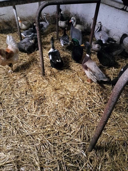 Kaczki kaczory piżmowe francuskie  młode