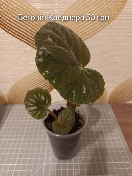 Наявність кімнатних рослин