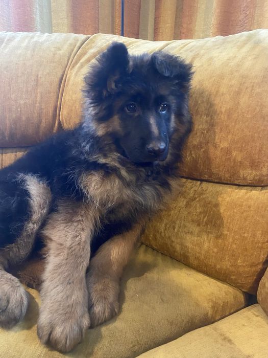 Owczarek Niemiecki długowłosy