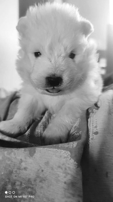 Małe Pieski Samoyed