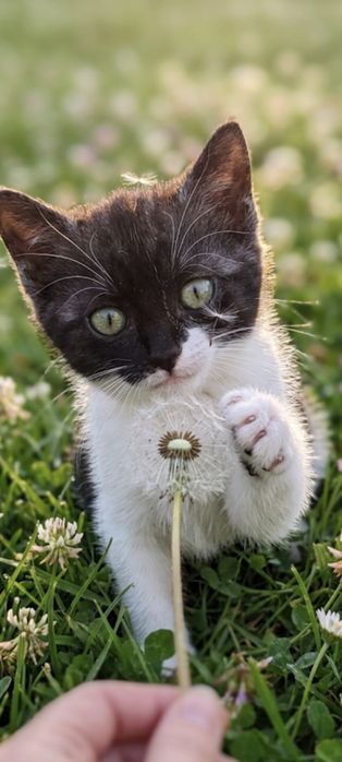 Маленьке кошеня кошенятко кицька киця кішечка котёнок дівчинка 2 місяці