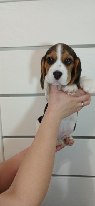 Бігль.Дітки Біглів