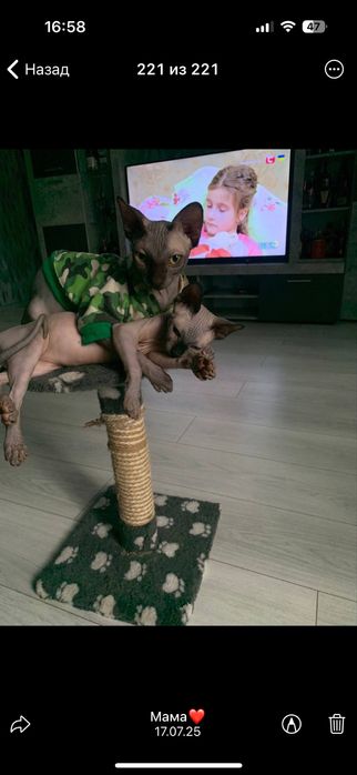 Канадский сфинкс