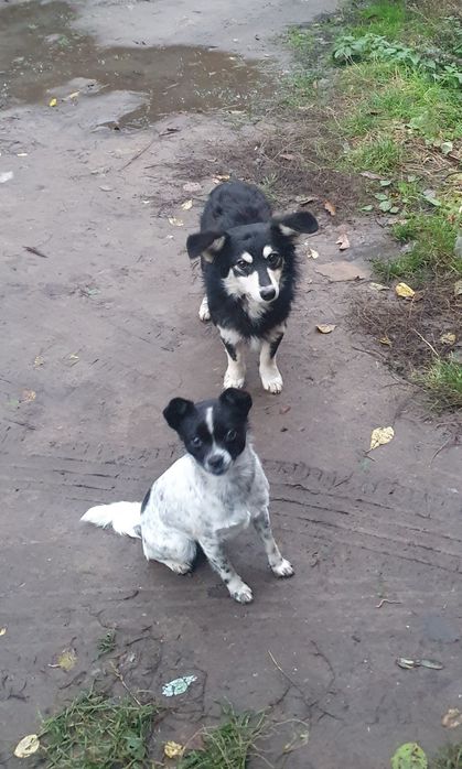 Собачки Безкоштовно.