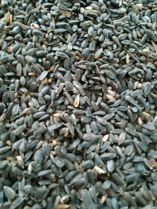 Sprzedam Słonecznik