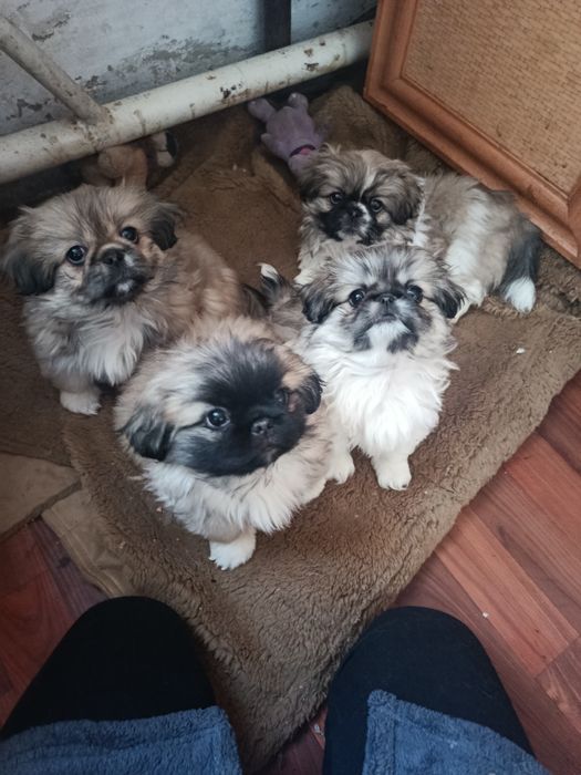 Пропоную пекінесики цуценятам 2 місяці