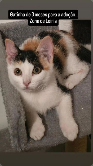 Gata com 3 meses para adoção na zona de Leiria