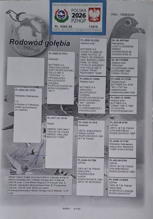 Gołąb pocztowy Samiec M. T. M. Pałka x A. Buttner