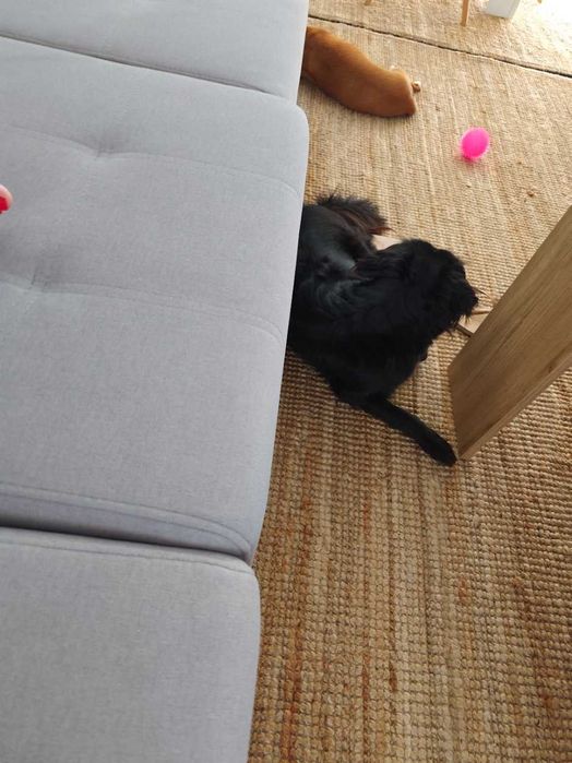 Pet Sitting e Passeios ao Final do Dia – Porto, Gondomar, Valongo e Maia