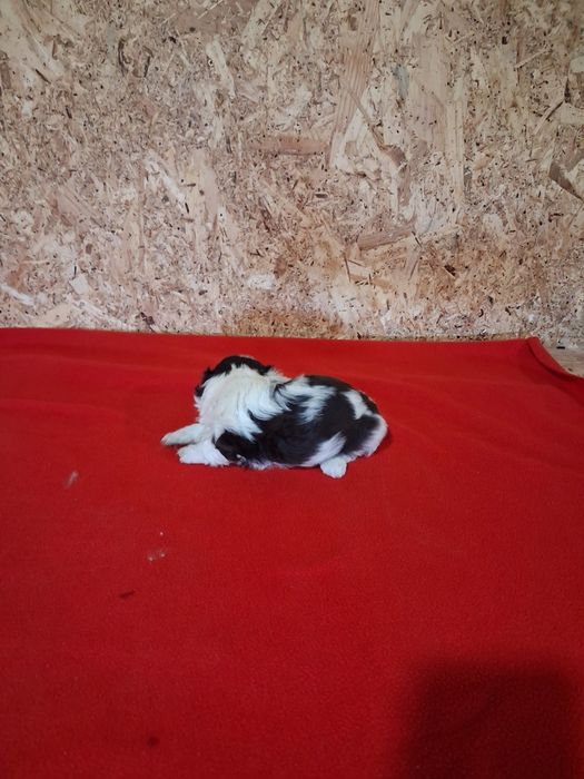 Shih tzu ( macho)