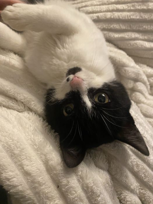 Подарую кицюню .Дівчинка 4 міс.