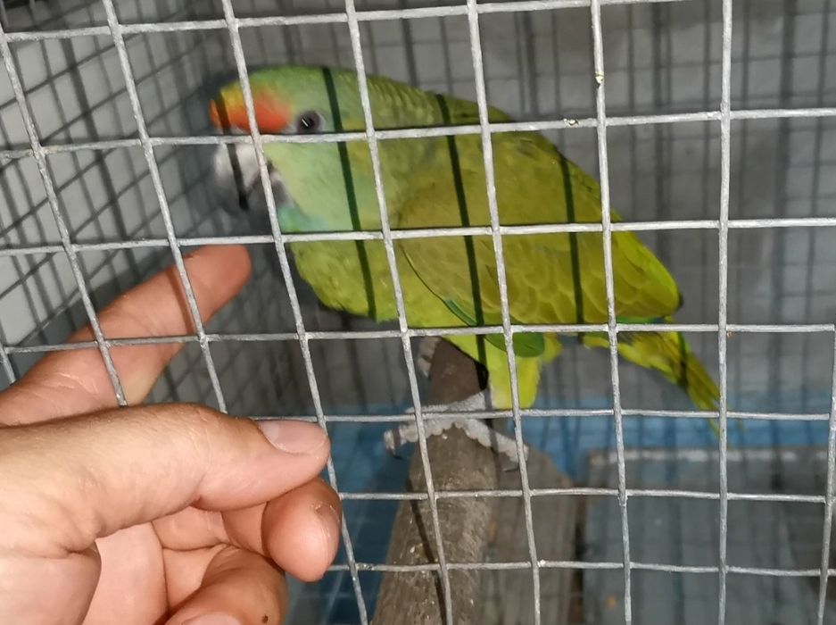 Amazona Bodini criado à mão
