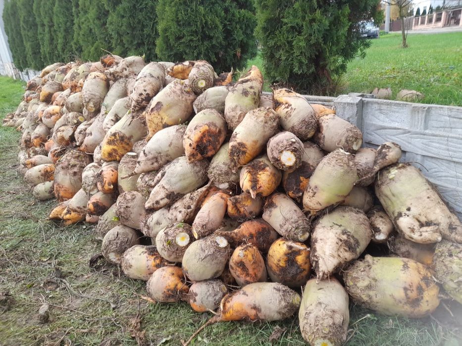 Buraki pastewne ćwikiel.