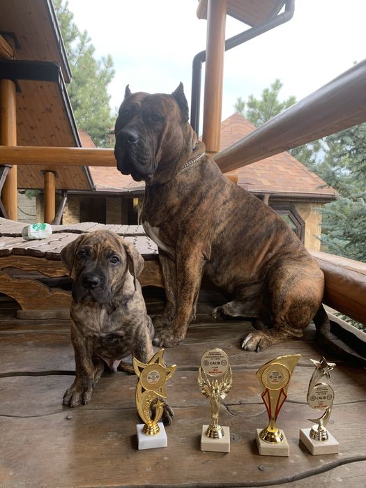Вязка Канарский Дог Presa Canario