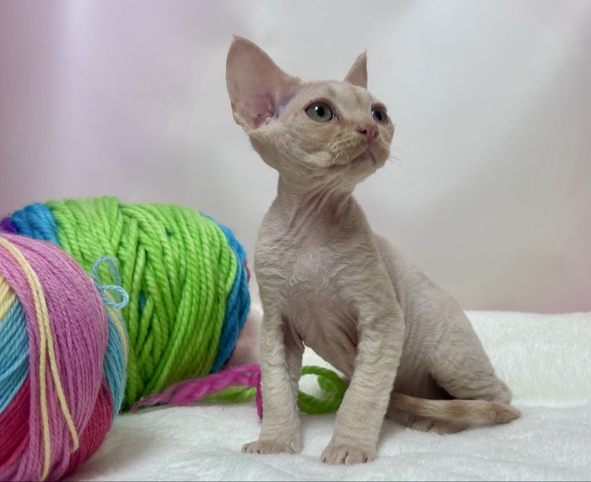 Uroczy kocurek devon rex, rudy,FPL, FIFE