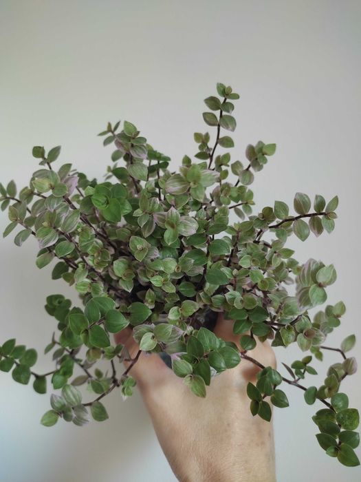 Callisia  rosato