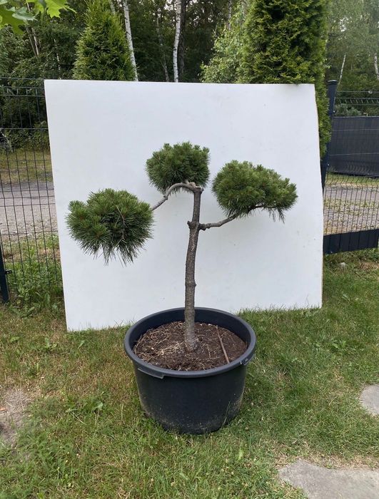 Sosna czarna szczepiona bonsai kule niwaki ozdoba drzewo drzewko
