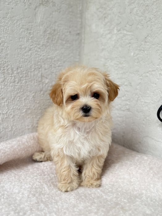 Міні мікро дівчинка мальтіпу до 2 кг