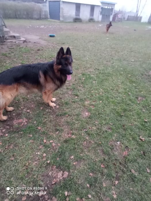 Owczarek niemiecki  długowłosy