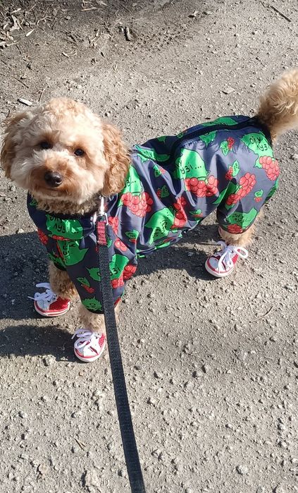 Животные, той пудель