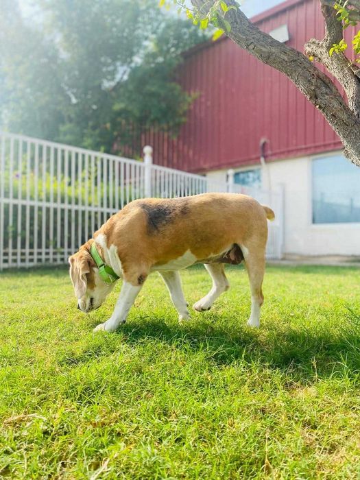 Fiona, wyjątkowa księżniczka w typie rasy Beagle