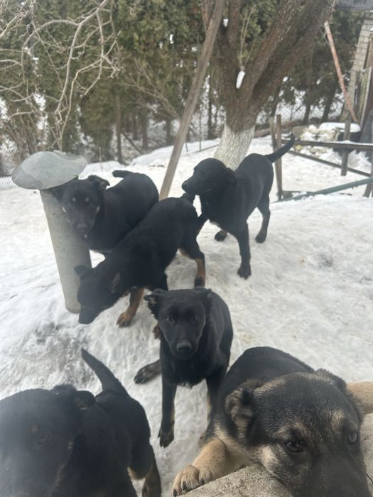 Собачки шукають люблячу сімʼю