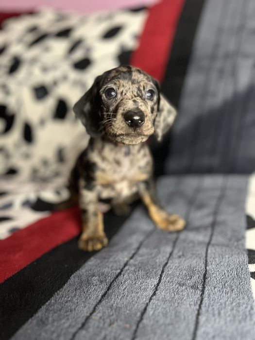 Мармуровий хлопчик такса