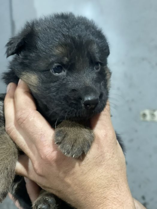 Цуценята німецької вівчарки