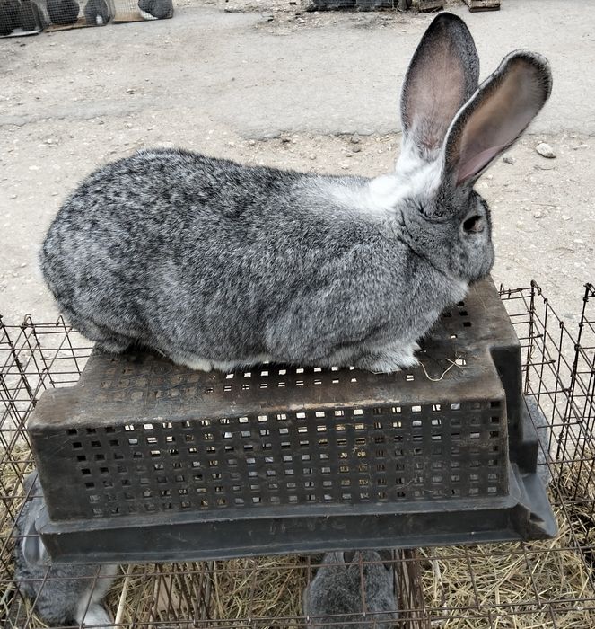 Кролики Термонська біла, Європейська шиншила, Строкач. Різний вік, цін