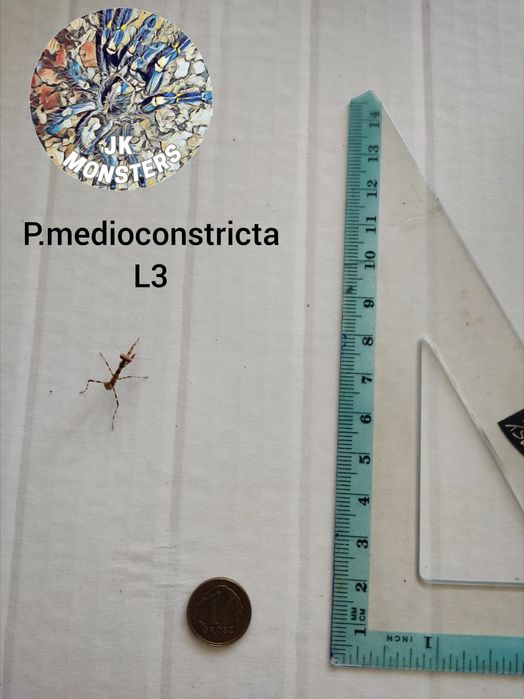 Modliszka Pnigomantis medioconstricta +gratisy