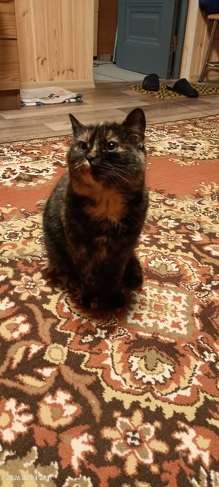 Шукають теплий дім та доброго хазяїна