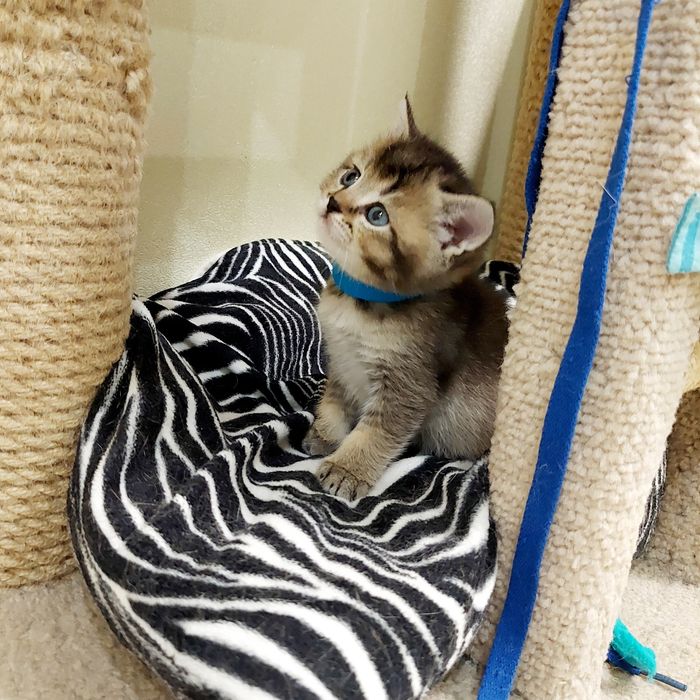 Золота Шиншила хлопчик