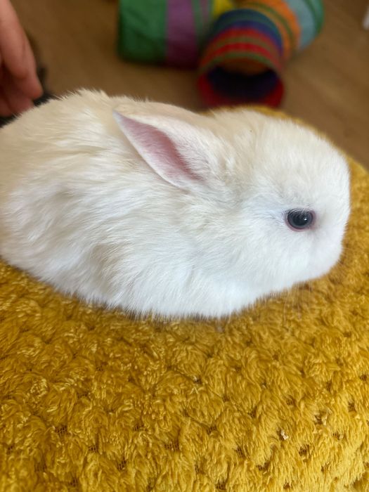Coelho bebé branco e meigo