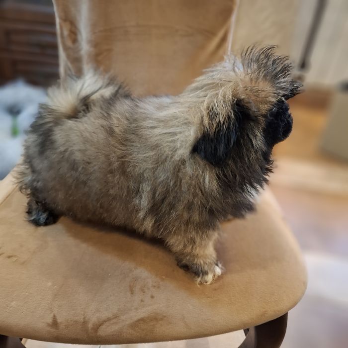 Pekińczyk  rodowód + wyprawka