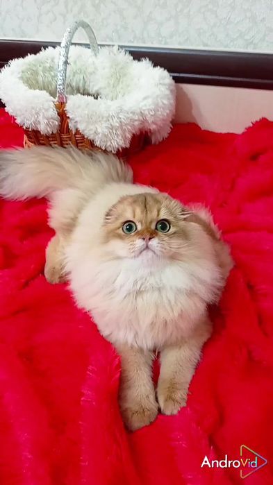 Шикарнейший вислоухий котик золотая шиншилла