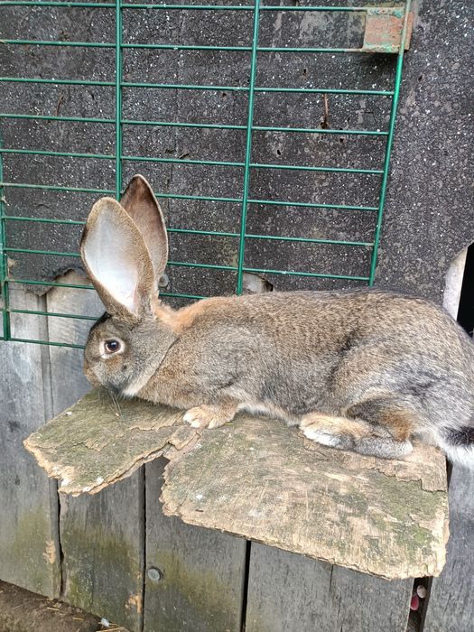Sprzedam olbrzyma belgijskiego