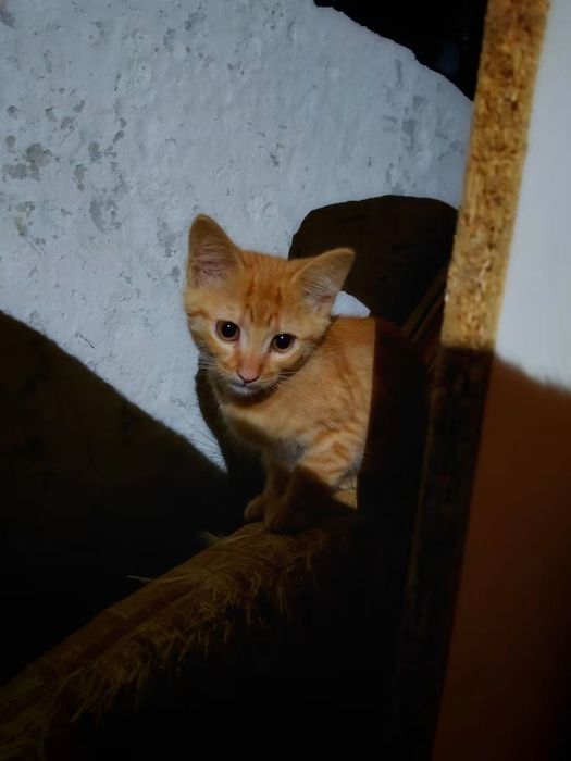 Руденький кошенята  3-3.5 місяці
