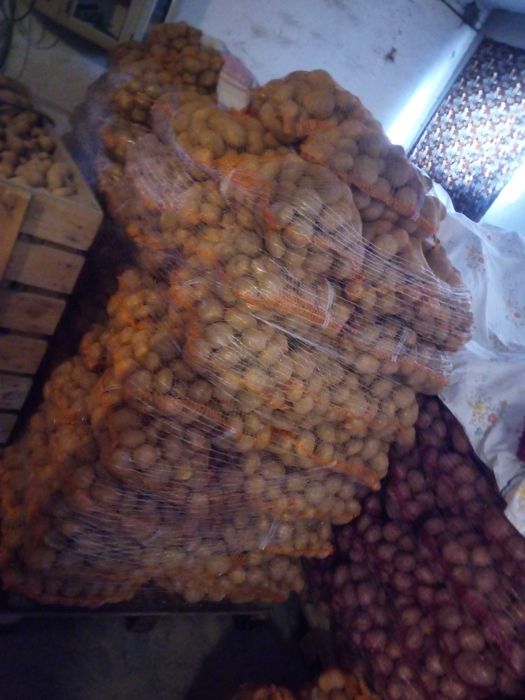 Ziemniaki jadalne  bellarosa vineta pakowane po 15 kg