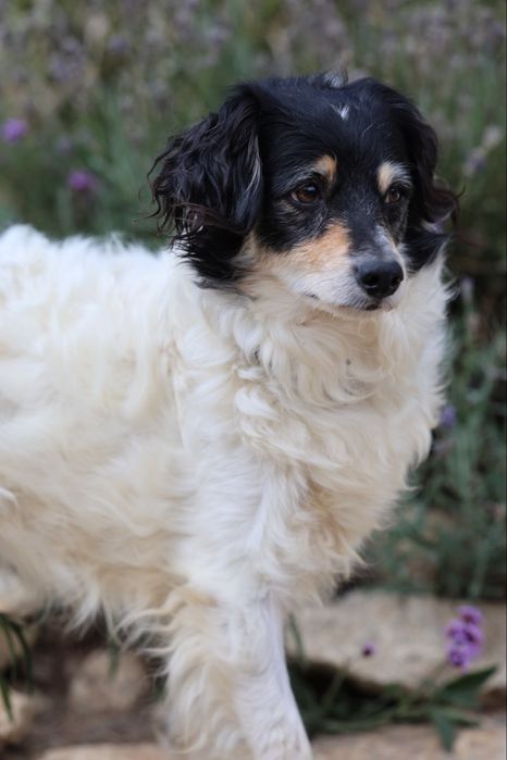 Do adopcji sunia ok 4lata 10kg