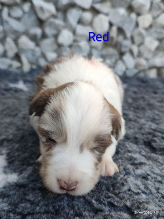 Border collie piesek Red  merle przebadani rodzice