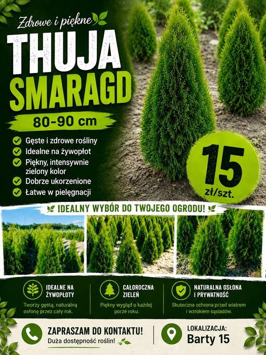 Thuja Smaragd 15 zł