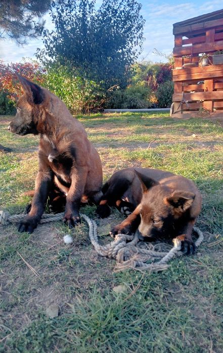 Owczarek belgijski malinois