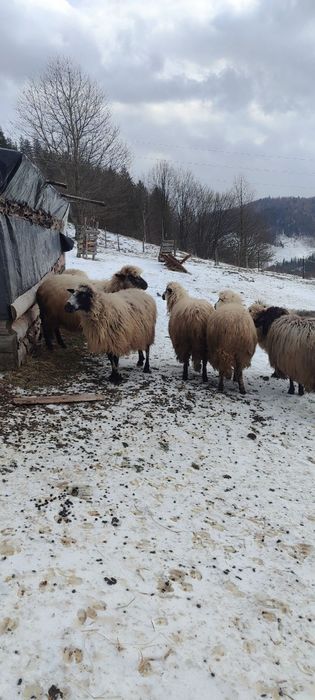 Продаються вівці