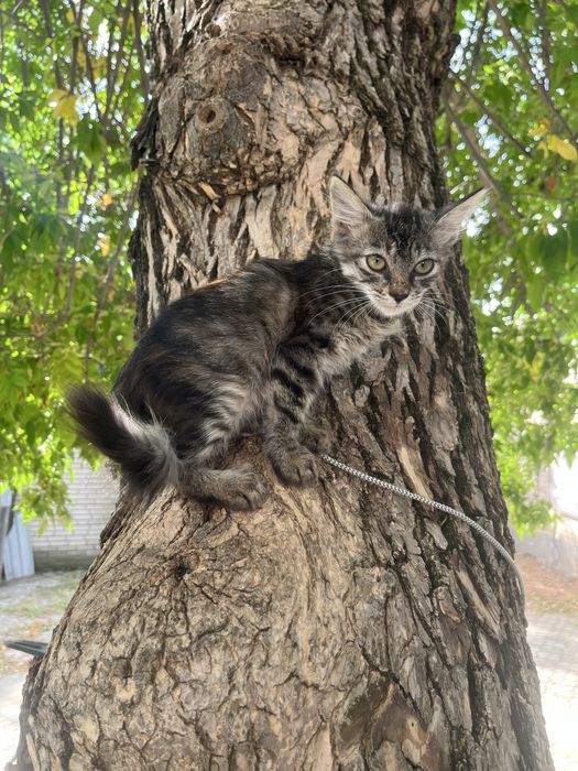 Котенок в поисках дома