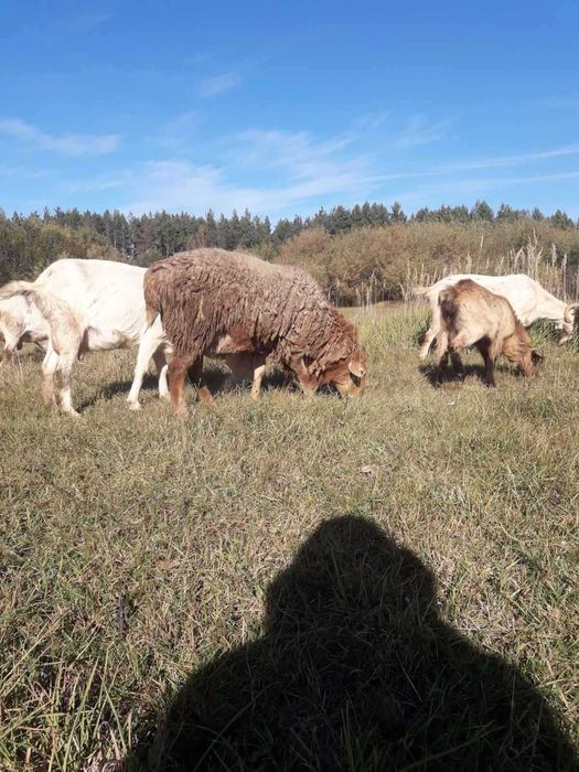 Продам стадо овец